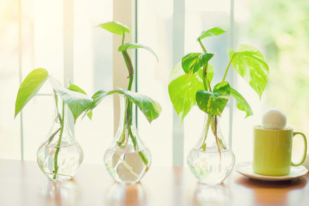 Hauspflanzen selbst im Wasserglas vermehren &copy; iStock/MEINPLAN.at